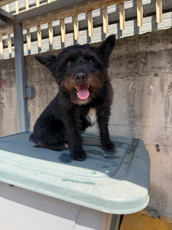 Cash - Cagnolino Di 15 Mesi - Taglia Piccola